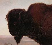 Buffalo Head Albert Bierstadt